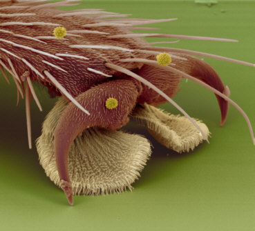 Fig. 1: Haftlappen am Fuß einer Schwebfliege REM 220:1, © Jürgen Berger Max-Planck-Institut für Entwicklungsbiologie Tübingen