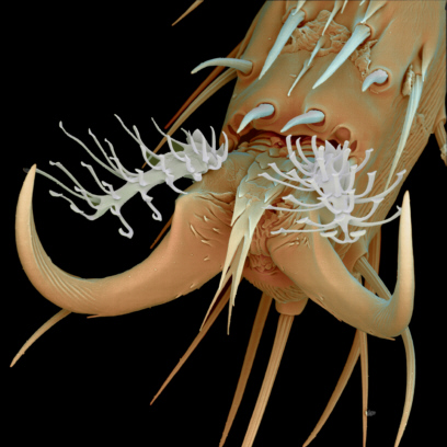 Fig. 2 Krallenglied am Bein einer Taufliege REM 1.700:1  Jrgen Berger Max-Planck-Institut fr Entwicklungsbiologie Tbingen 